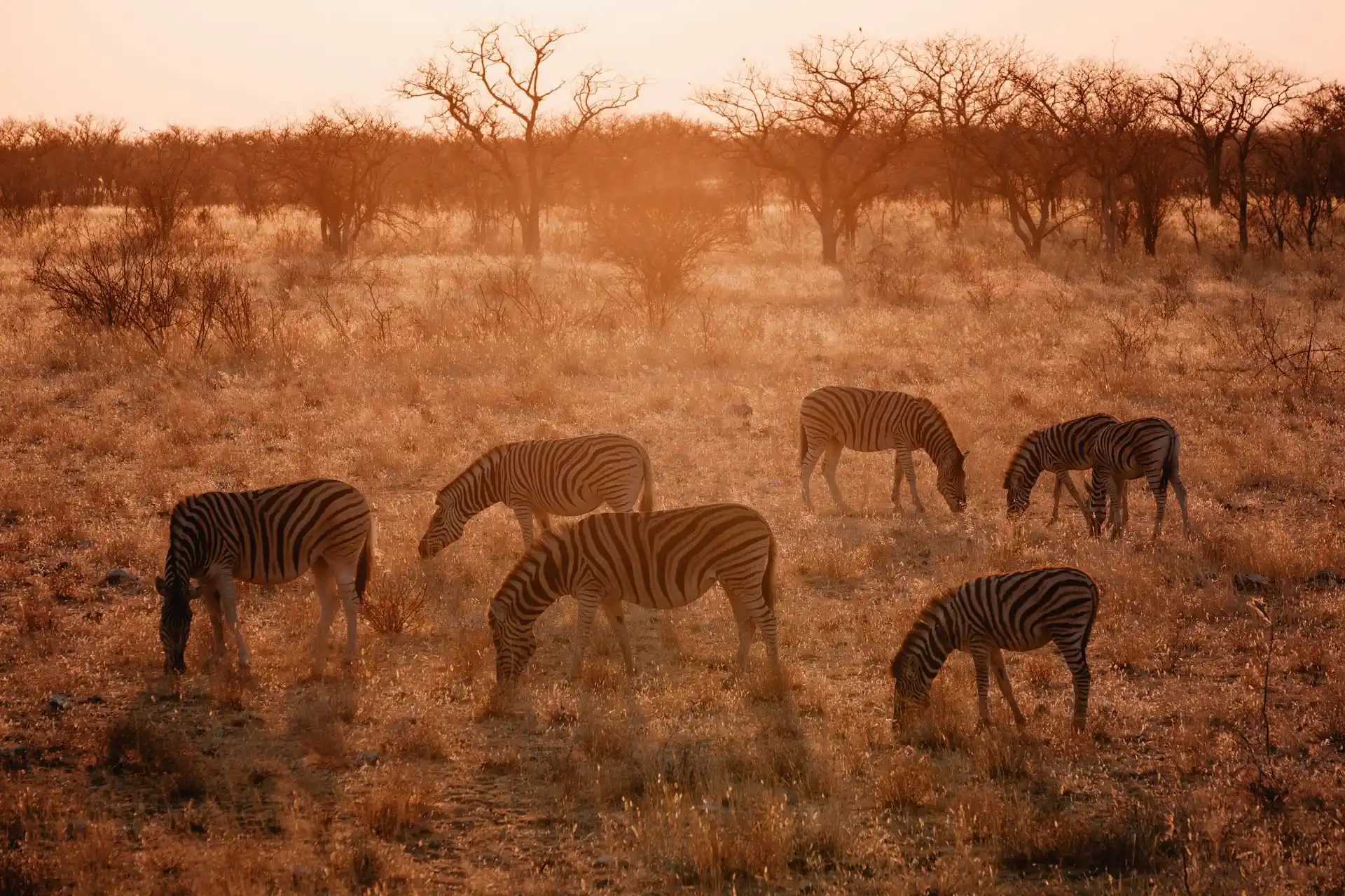 Wildlife